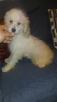 Fiona , a female Poodle - Toy  and Poodle - Miniature  for sale in Bronx, NY – 3 of 4