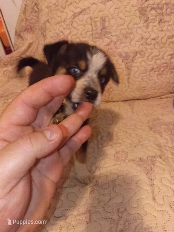 Akira y Simba  – Pomeranian, Pomsky puppy for sale in Bronx, NY
