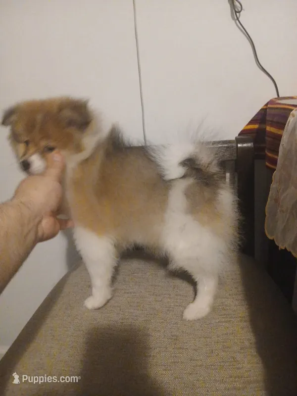 Woody – Pomeranian puppy for sale in Bronx, NY