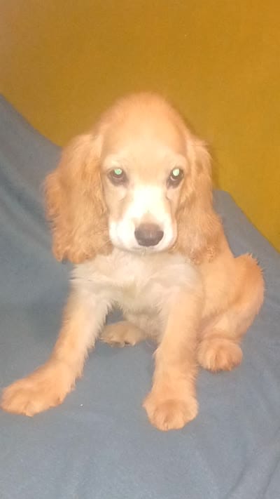 Stitch, a male Cocker Spaniel for sale in Bronx, NY – 6 of 7