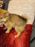 Candy, a female Pomeranian for sale in Bronx, NY – 2 of 5
