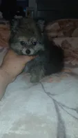 Pulgarcito, a male Pomeranian for sale in Bronx, NY – 4 of 7