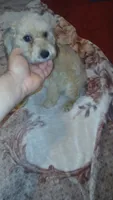 Caramelo , a male Poodle - Toy  and Poodle - Miniature  for sale in Bronx, NY – 5 of 6