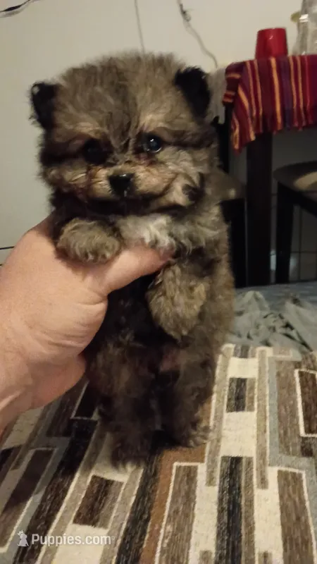 Pulgarcito – Pomeranian puppy for sale in Bronx, NY