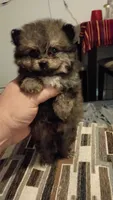 Pulgarcito, a male Pomeranian for sale in Bronx, NY – 2 of 2