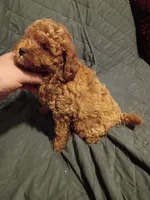 Caramelo , a male Poodle - Toy  for sale in Bronx, NY – 3 of 9