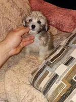 Caramelo y Dolly , a male Maltese and Poodle - Toy  for sale in Bronx, NY – 9 of 10