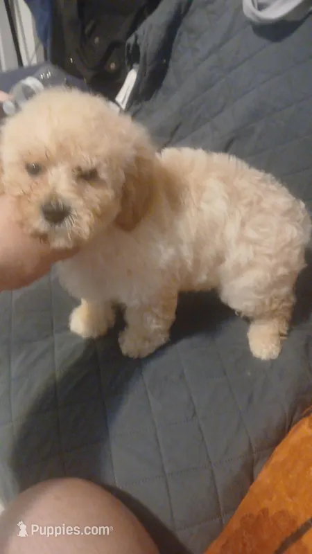 Valentino y caramelo, a male Maltipoo for sale in Bronx, NY – Photo 1 of 5