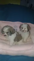 Balentina y Sofía , a female Shih Tzu for sale in Bronx, NY – 10 of 10