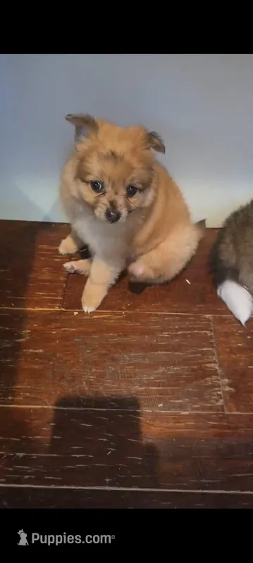 Candy – Pomeranian puppy on hold in Bronx, NY