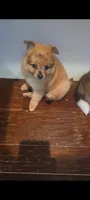 Candy, a female Pomeranian for sale in Bronx, NY – Photo 1 of 7