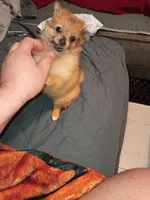 Candy, a female Pomeranian for sale in Bronx, NY – Photo 5 of 7