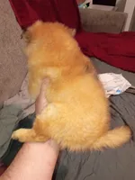 Candy, a female Pomeranian for sale in Bronx, NY – Photo 2 of 7