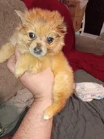 Candy, a female Pomeranian for sale in Bronx, NY – Photo 4 of 7