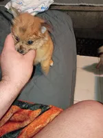 Candy, a female Pomeranian for sale in Bronx, NY – Photo 6 of 7