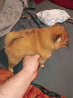 Candy, a female Pomeranian for sale in Bronx, NY – Photo 7 of 7