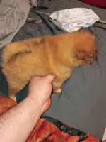 Candy, a female Pomeranian for sale in Bronx, NY – Photo 3 of 7