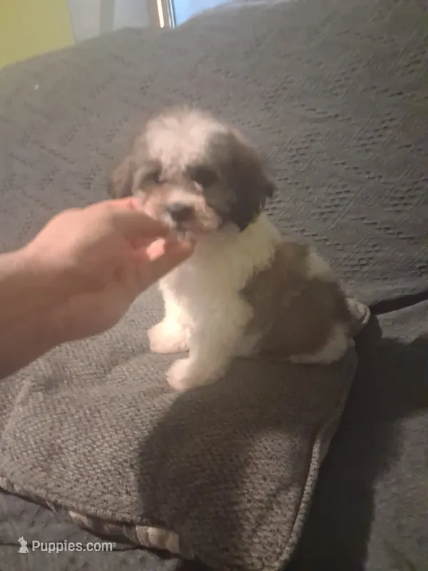 Balentina y Sofía  – Shih Tzu puppy for sale in Bronx, NY