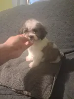 Balentina y Sofía , a female Shih Tzu for sale in Bronx, NY – 1 of 10