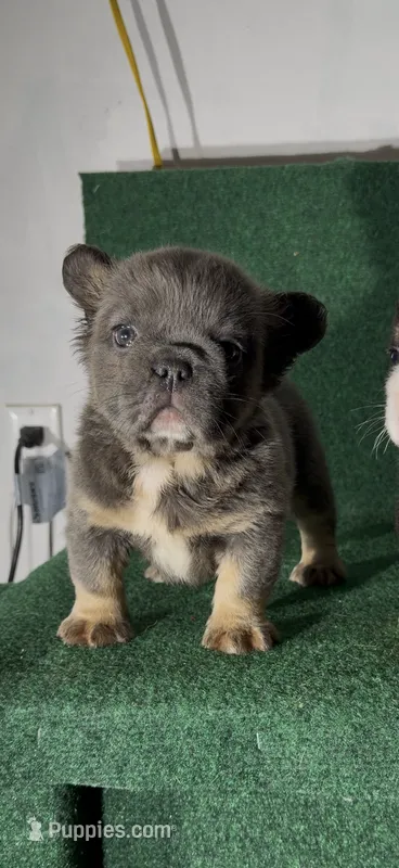 Obession – French Bulldog puppy for sale in Louisville, KY