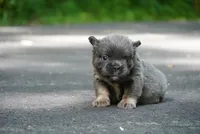 Obsession, a female French Bulldog for sale in Louisville, KY – 1 of 2