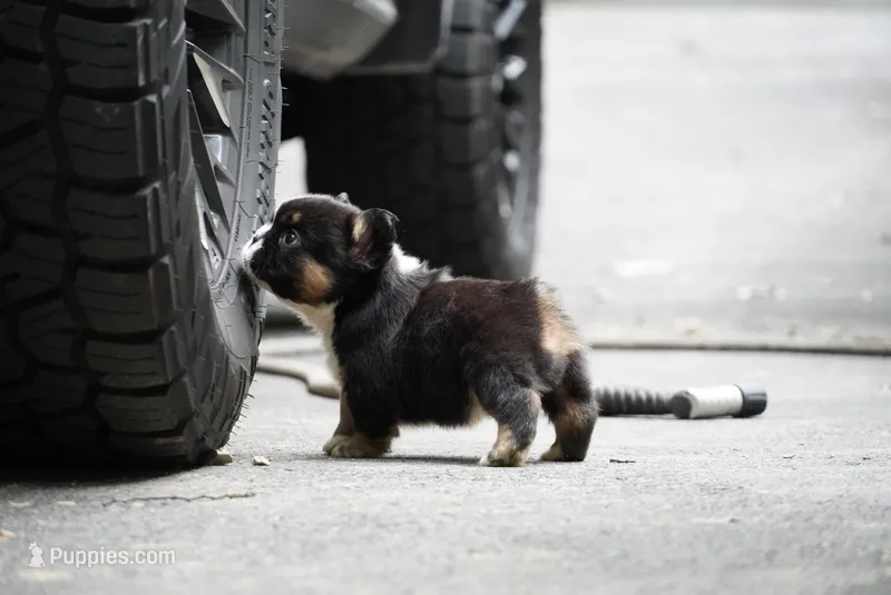 Thanos – French Bulldog puppy for sale in Louisville, KY