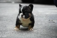 Thanos, a male French Bulldog for sale in Louisville, KY – 3 of 3