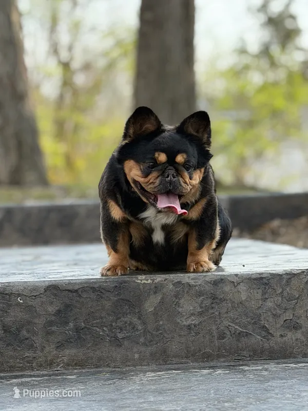 boba – French Bulldog puppy for sale in Louisville, KY