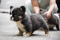 Thanos, a male French Bulldog for sale in Louisville, KY – 2 of 3