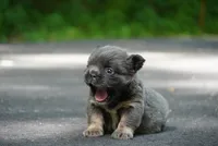 Obsession, a female French Bulldog for sale in Louisville, KY – 2 of 2