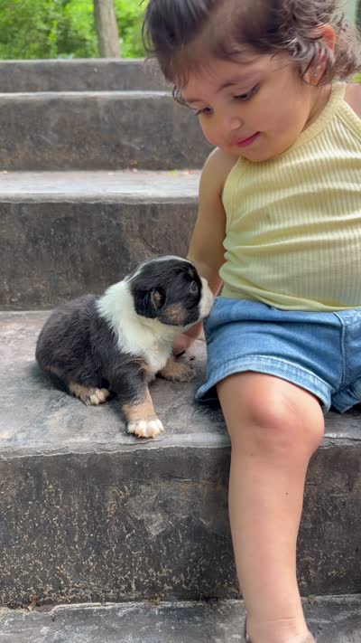 Thanos, a male French Bulldog for sale in Louisville, KY – 3 of 3