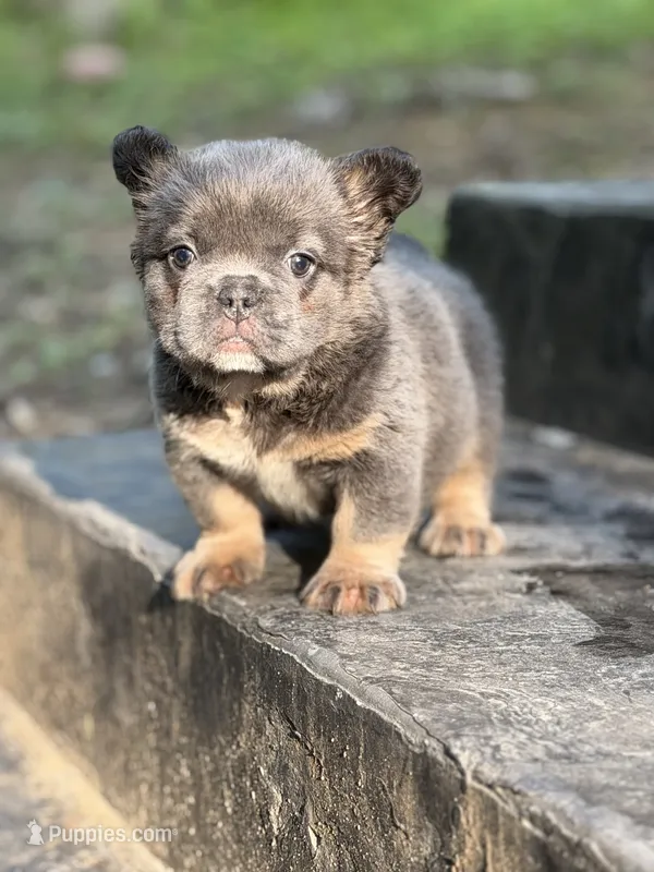 Obession – French Bulldog puppy for sale in Louisville, KY