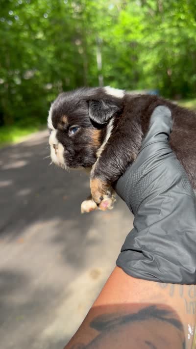 Thanos, a male French Bulldog for sale in Louisville, KY – 2 of 3