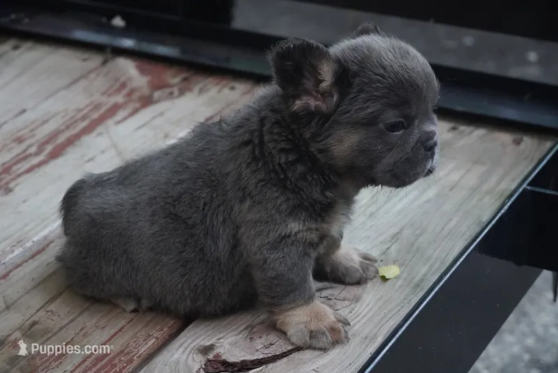 Obession – French Bulldog puppy for sale in Louisville, KY
