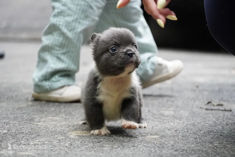 Thanos – French Bulldog puppy for sale in Louisville, KY