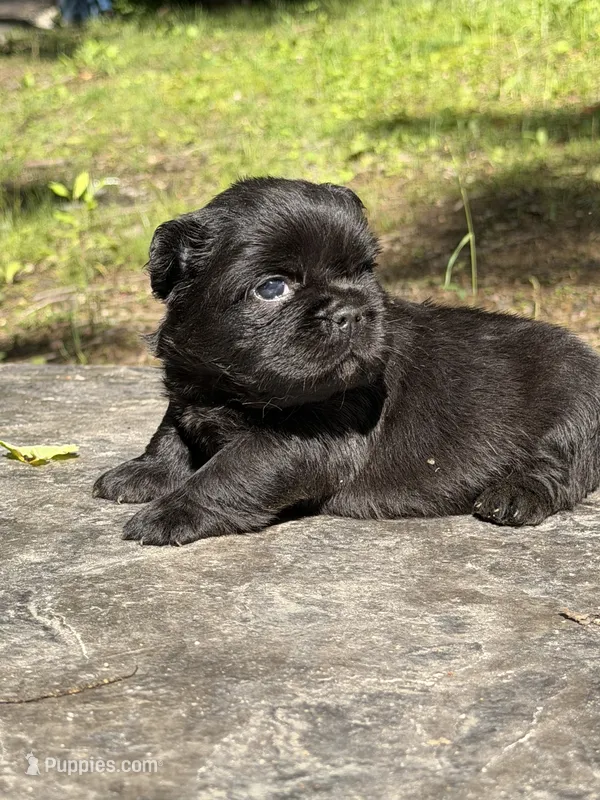 Thanos – French Bulldog puppy for sale in Louisville, KY