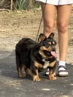 boba, a female French Bulldog for sale in Louisville, KY – 2 of 2