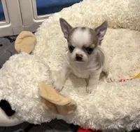 Pickles, a male Chihuahua for sale in Kiel, WI – 5 of 8