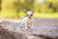 Pickles, a male Chihuahua for sale in Kiel, WI – 2 of 8