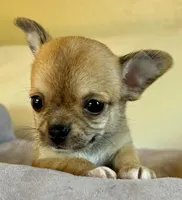 Bender, a male Chihuahua for sale in Kiel, WI – Photo 2 of 2