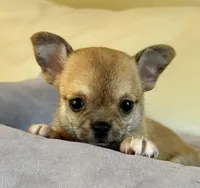 Bender, a male Chihuahua for sale in Kiel, WI – Photo 1 of 2