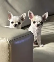 Pickles, a male Chihuahua for sale in Kiel, WI – 3 of 8