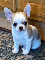 Pickles, a male Chihuahua for sale in Kiel, WI – 7 of 8
