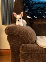 Pickles, a male Chihuahua for sale in Kiel, WI – 6 of 8