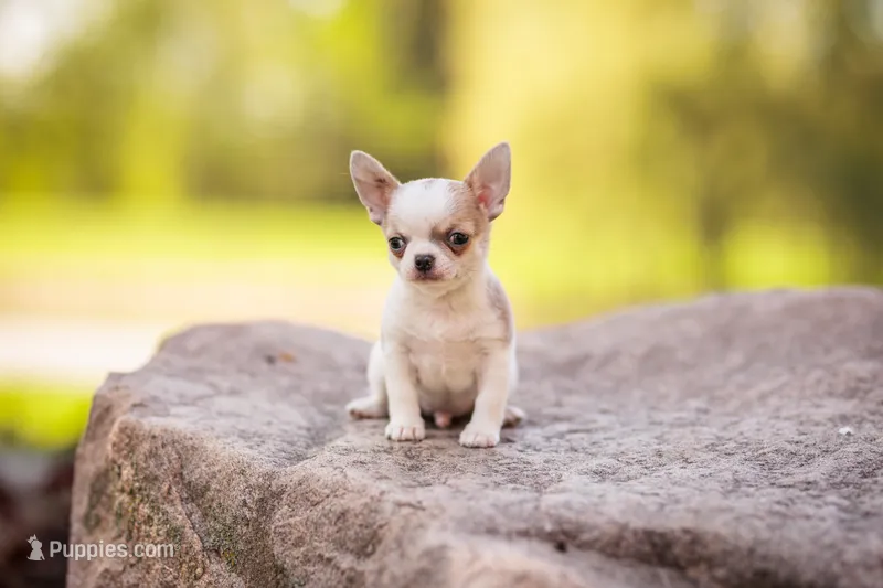 Pickles – Chihuahua puppy for sale in Kiel, WI