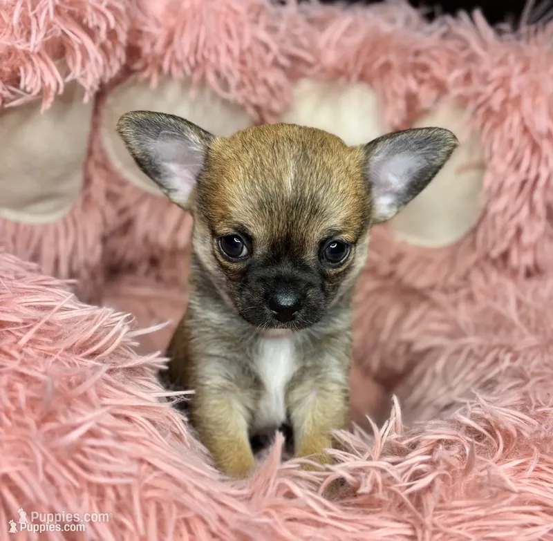 Plankton – Chihuahua puppy for sale in Kiel, WI