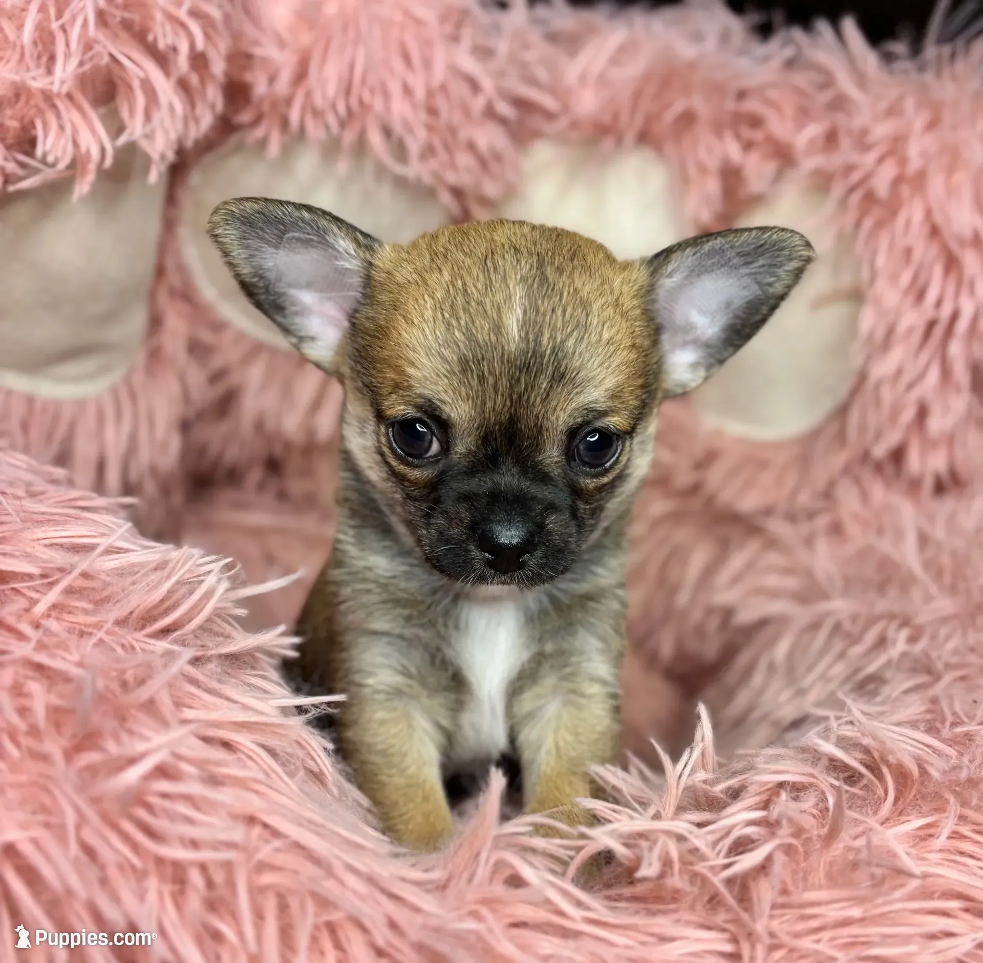 Plankton, a male Chihuahua for sale in Kiel, WI – 1 of 3