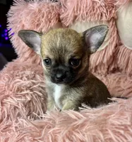 Plankton, a male Chihuahua for sale in Kiel, WI – 3 of 3