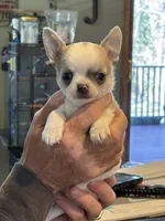 Pickles, a male Chihuahua for sale in Kiel, WI – 4 of 8