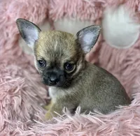 Plankton, a male Chihuahua for sale in Kiel, WI – 2 of 3